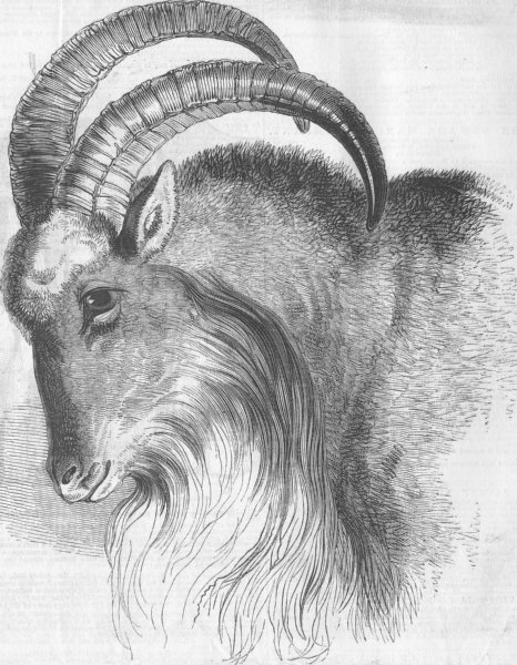 Associate Product LONDON. Mouflon of Royal zoo, antique print, 1846