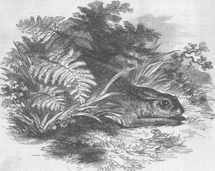 HARES. Hare in form, antique print, 1846