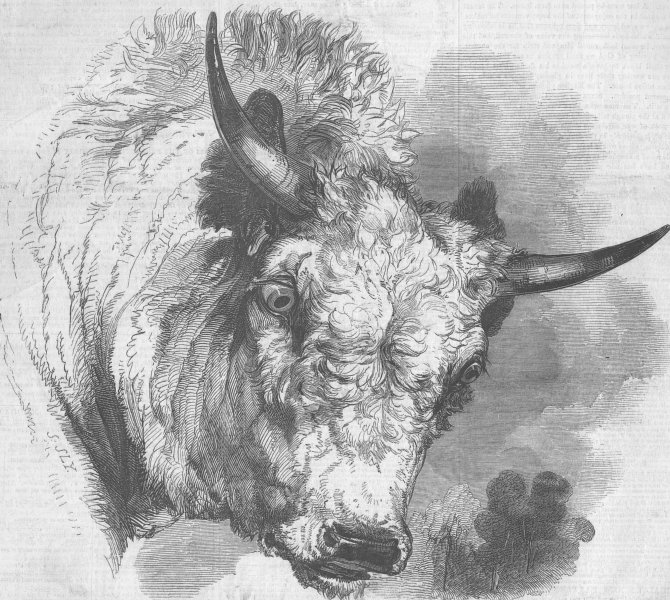 Associate Product NORTHUMBS. Head of Bull Northumberland, antique print, 1846