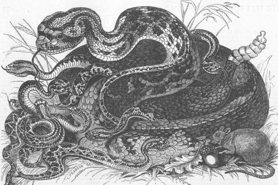 Associate Product LONDON. Rattlesnake & young, Menagerie, antique print, 1849