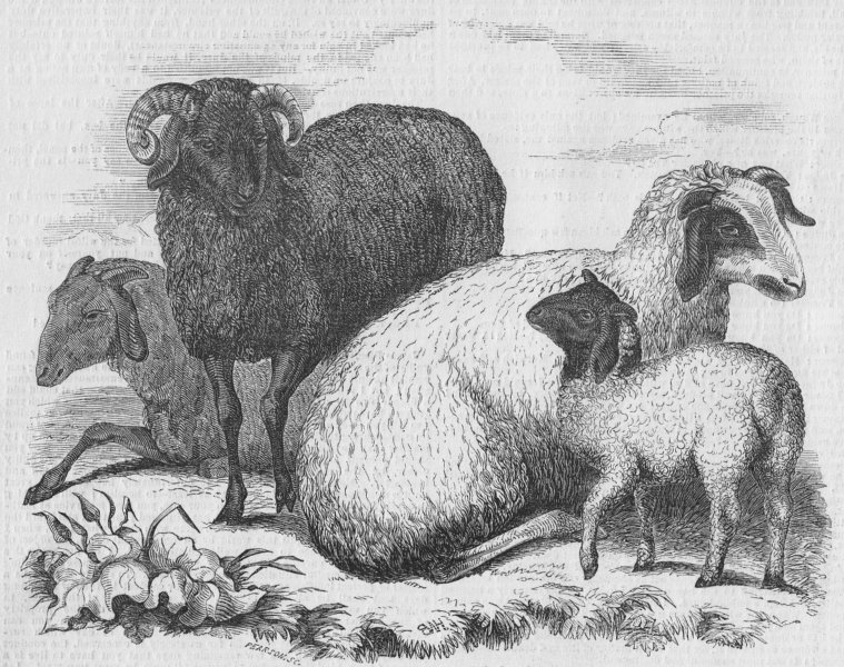 Associate Product LONDON. Tibetan Sheep, Gdns of, Regent's Park, antique print, 1849