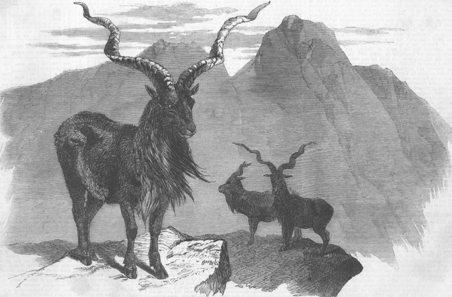 Associate Product ANIMALS. The Markore(Capra Megaceros), antique print, 1858