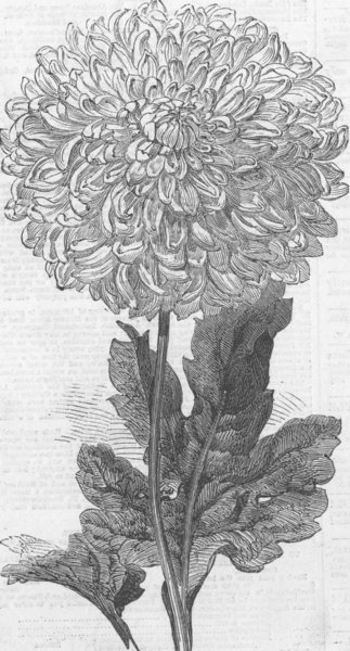 Associate Product LONDON. Vesta Chrysanthemum, Temple Gdns, antique print, 1858