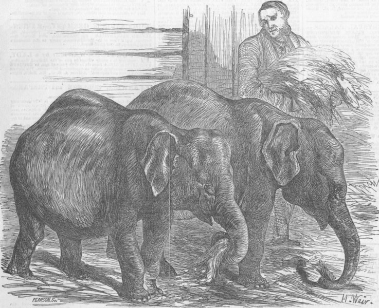 Associate Product LONDON. The Oval. Pigmy elephants, Surrey zoo, antique print, 1854