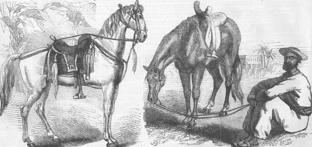 Associate Product INDIA. Native. Sikh Horse, Kolkata Syce, antique print, 1858