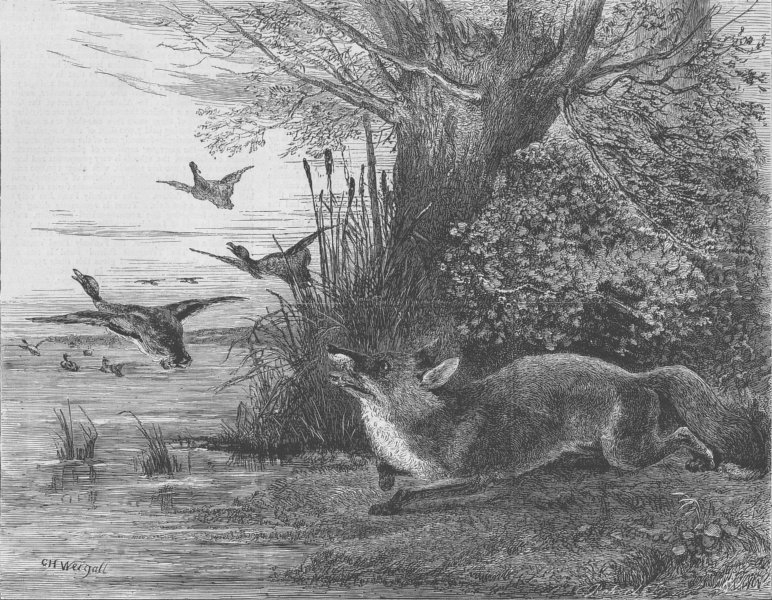 Associate Product FOXES. Chasing birds, antique print, 1873