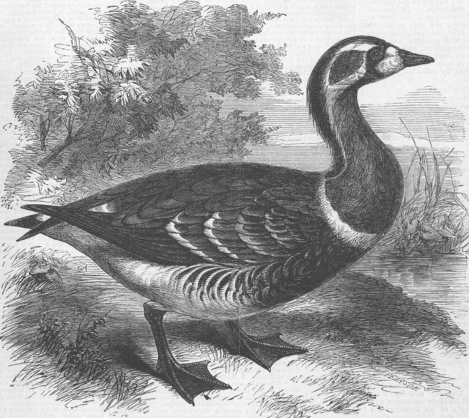 Associate Product LONDON. Red-Breasted Goose, zoo, Regent's Park, antique print, 1858