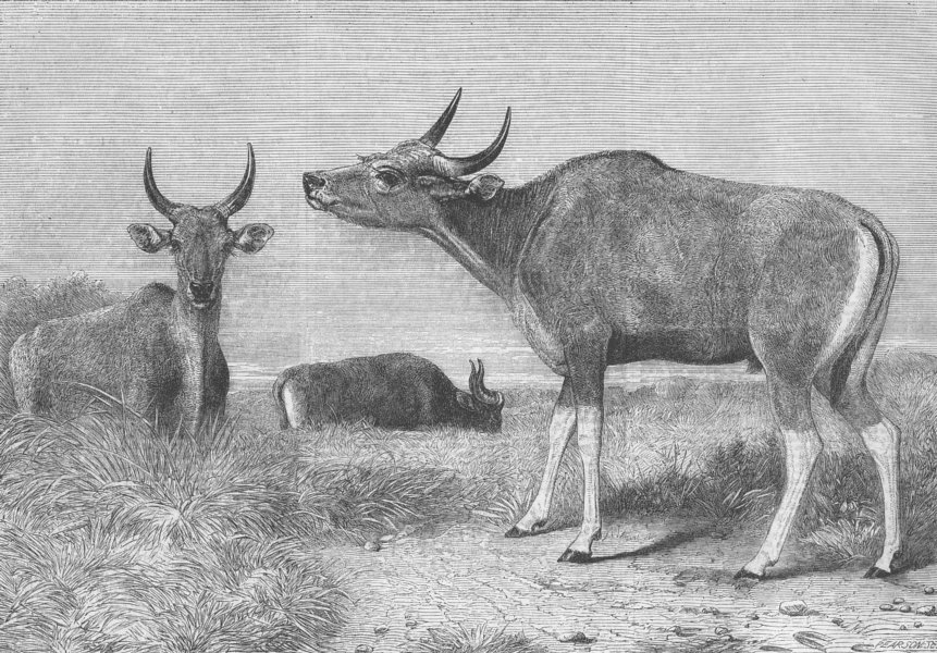 Associate Product BURMA. Banteng, or Pegu ox(Bos Sondaicus), antique print, 1863