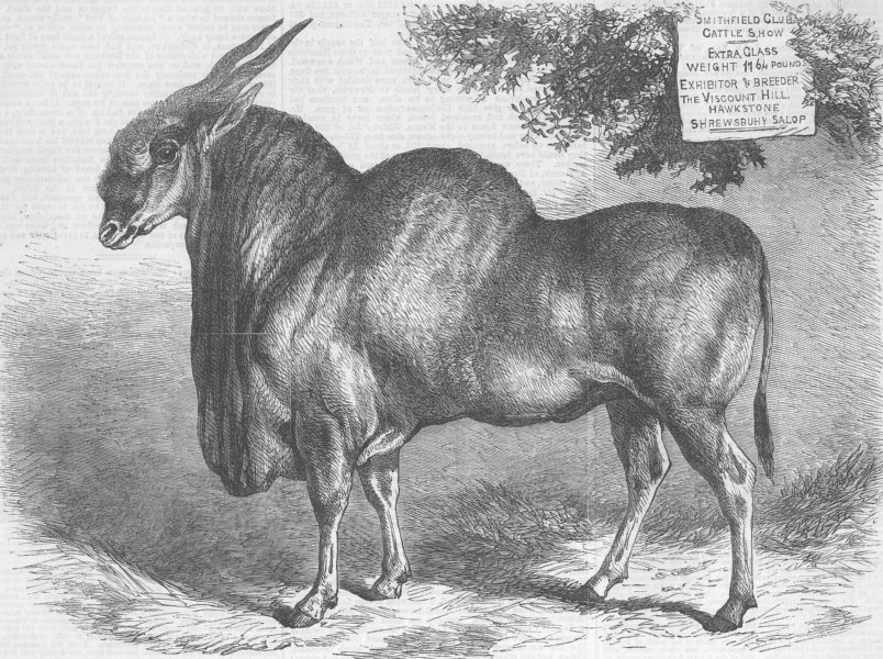 Associate Product LONDON. Eland, Smithfield Club Cattle Show, antique print, 1867