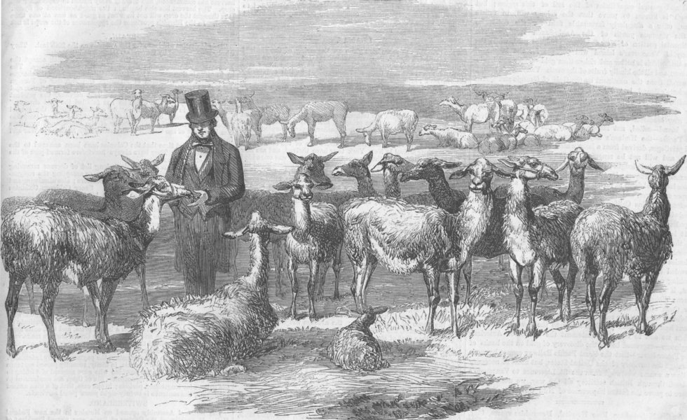 Associate Product PERU. Flock of Llamas, just imported from, antique print, 1858