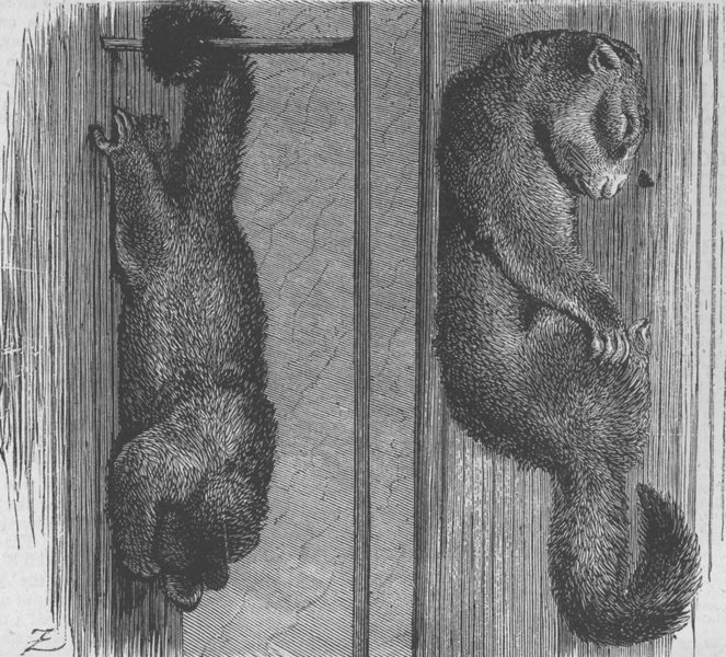 ANIMALS. Comfortable sleeping quarters, antique print, 1874