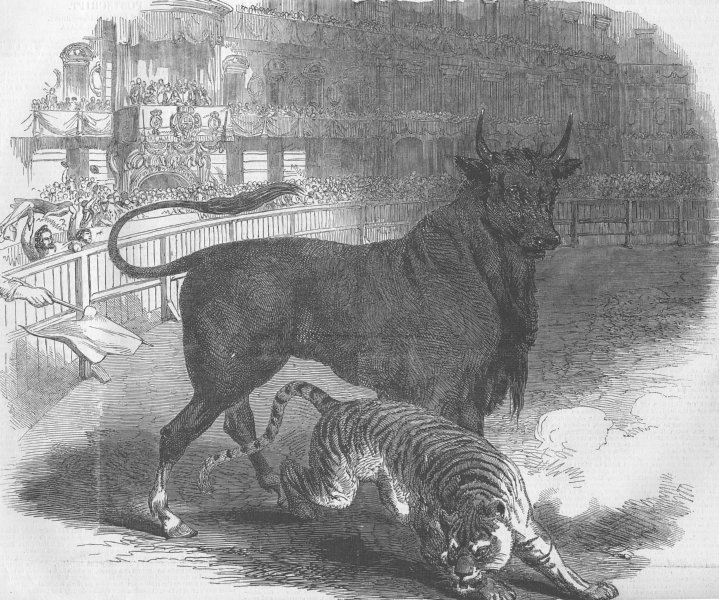 Associate Product SPAIN. Bull & tiger fight, Plaza de Toros, Madrid, antique print, 1849