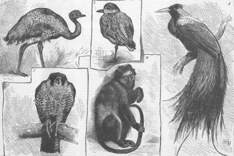 Associate Product BIRDS. Paradise Bird; Grey Plover; Rhea; Juggur Falcon, antique print, 1882