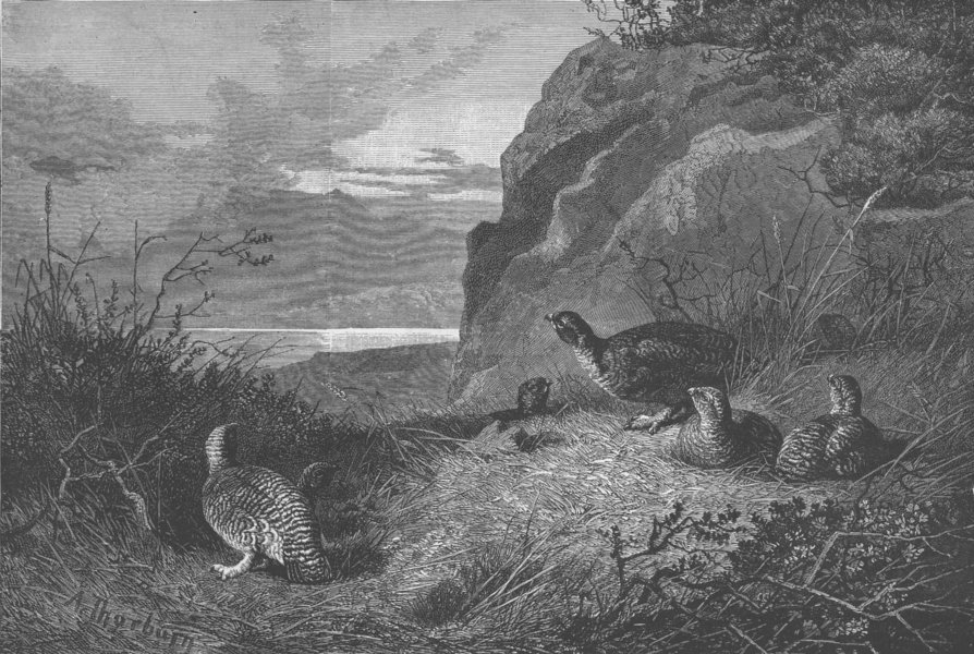 Associate Product GROUSE. 12th-moment of suspense, antique print, 1855