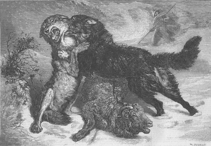 Associate Product DOGS. Rescued from the wolf, antique print, 1866