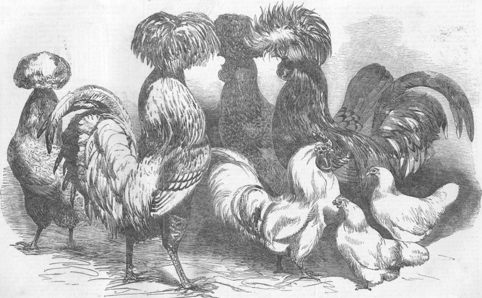 Associate Product KENT. Poultry show. Prize Fowls, antique print, 1853