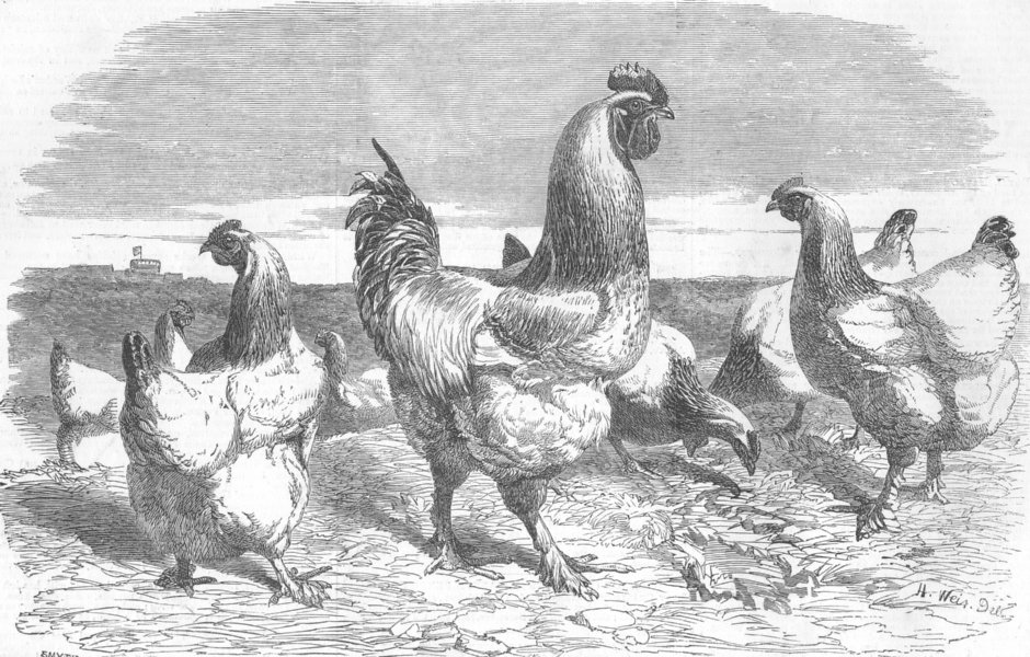 Associate Product ROYALTY. Shanghae fowls presented to Queen, antique print, 1853
