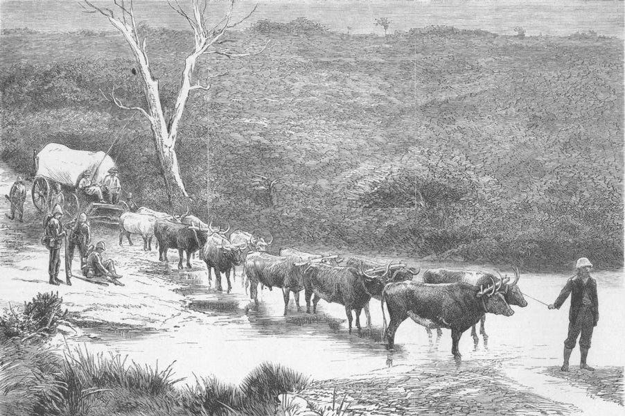 SOUTH AFRICA. Xhosa War. span of oxen, Natal, antique print, 1879