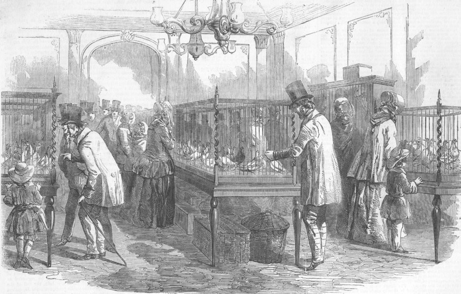Associate Product SOCIETY. Annual Pigeon Show of Philo-Peristeron, antique print, 1853