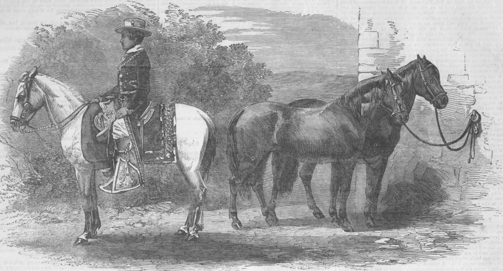 Associate Product HORSES. Mexican ponies presented to Prince of Wales, antique print, 1852