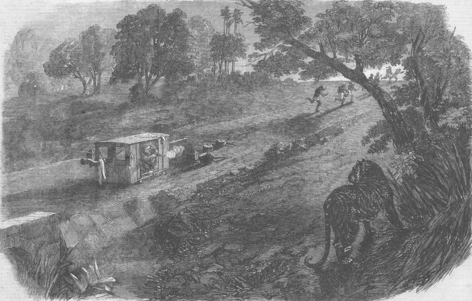 Associate Product INDIA. Palkee-Bearers running from Tiger, antique print, 1858