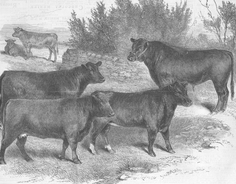 Associate Product FRANCE. Prize cattle, int'l Show, Paris, antique print, 1879