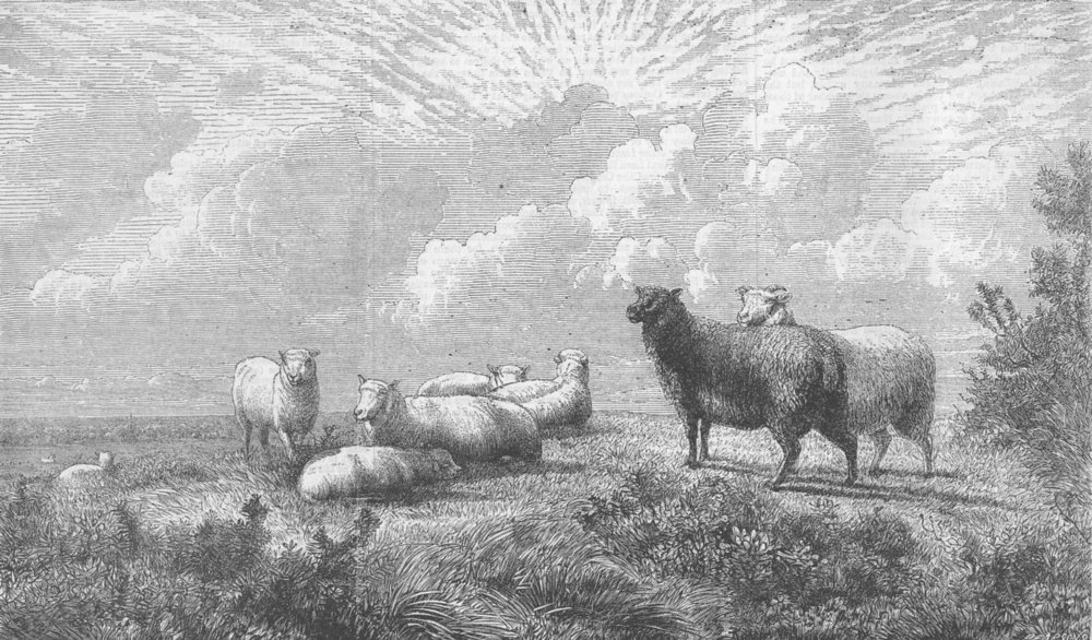 Associate Product SHEEP. Summer, antique print, 1864