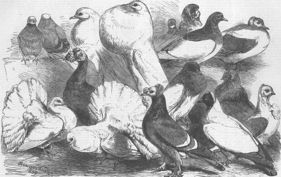 Associate Product BIRDS. Prize pigeons shown, Freemasons Hall, antique print, 1864