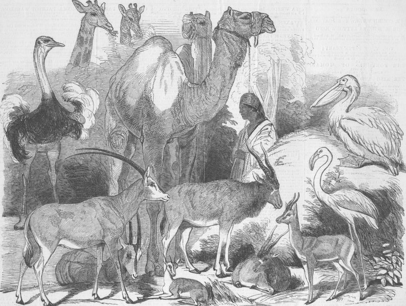 Associate Product EGYPT. Animals given by Ibrahim Pacha to London Zoo, antique print, 1849