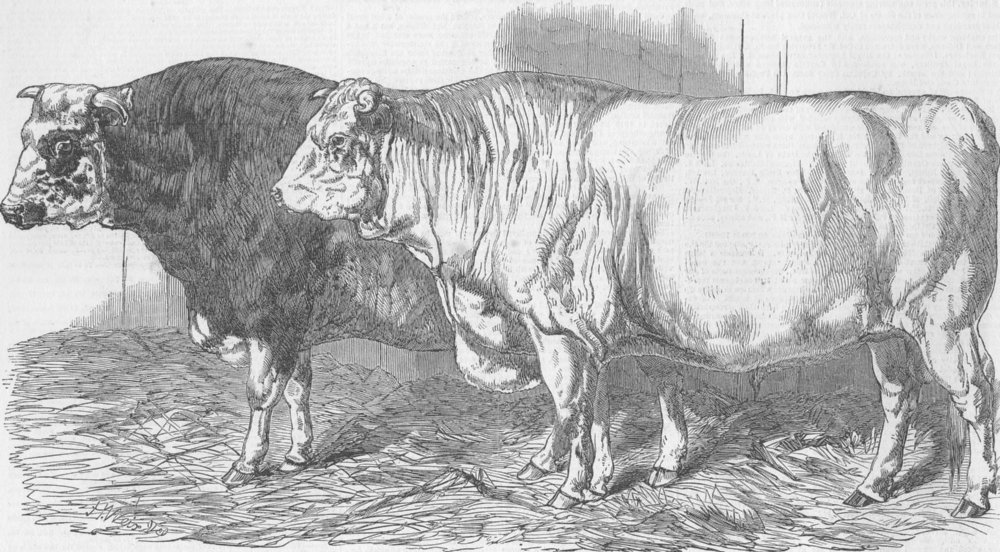 Associate Product COWS. Short-Horn-2nd prize, ; --1st , antique print, 1849