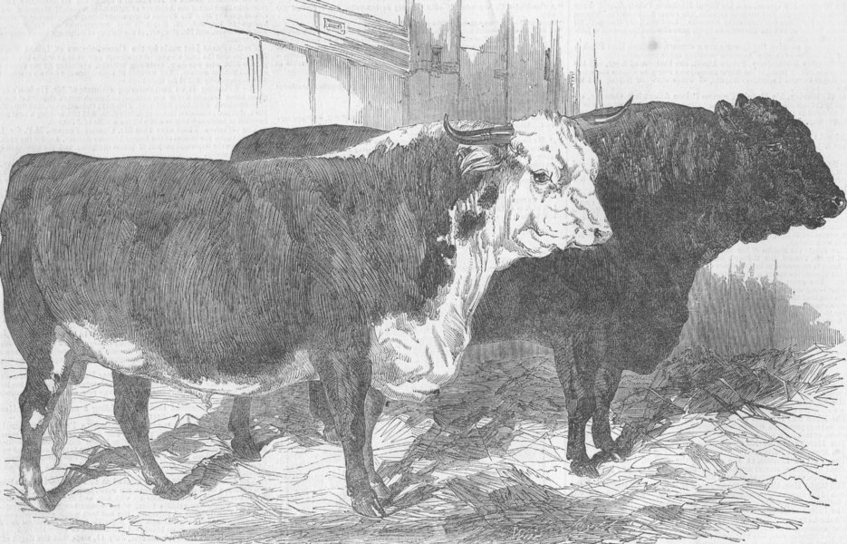 Associate Product NORFOLK. Prize cattle, Norwich farm show, antique print, 1849