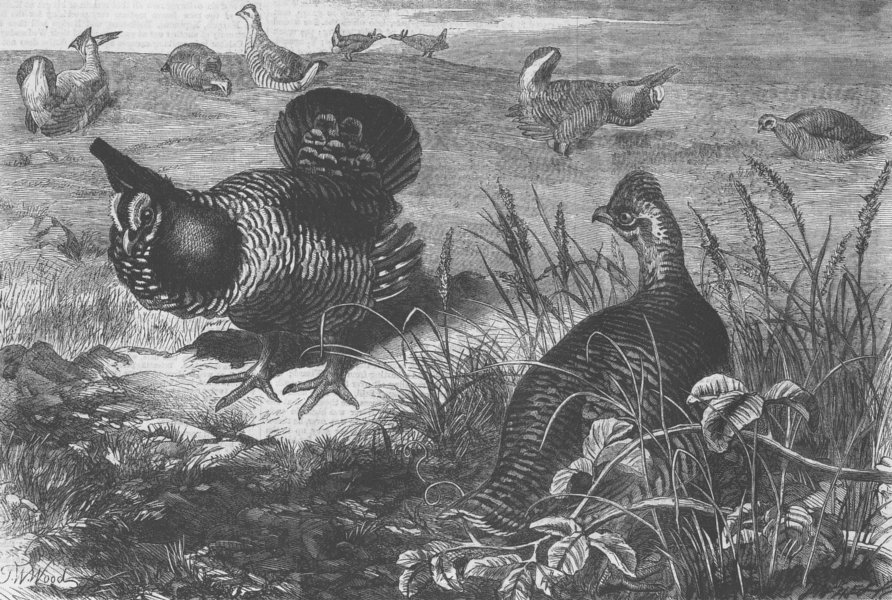 Associate Product ANIMALS. Prairie grouse, London Zoo, antique print, 1862