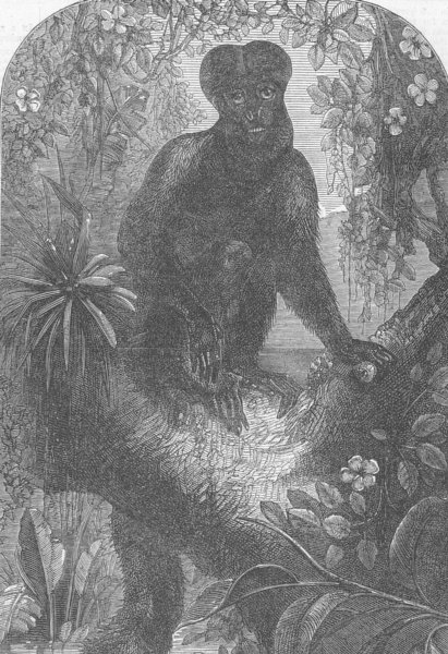 Associate Product LONDON. Zoo. new Monkey, Regent's Park, antique print, 1867