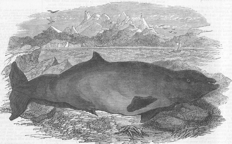 Associate Product ANIMALS. Ziphius Tasmaniensis, species of dolphin, antique print, 1867