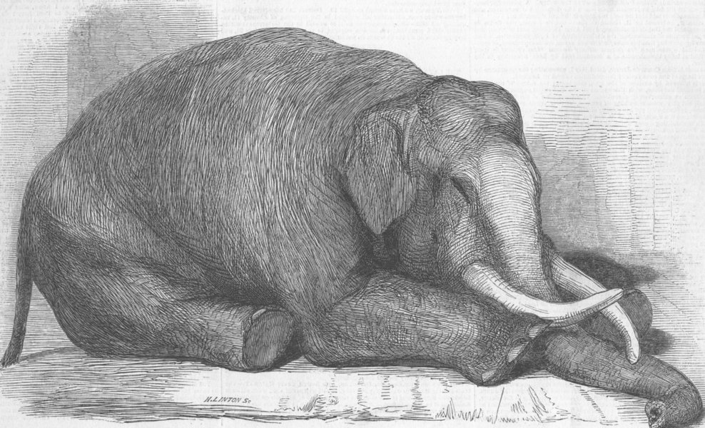 Associate Product LONDON. London Zoo. The dead elephant, antique print, 1847