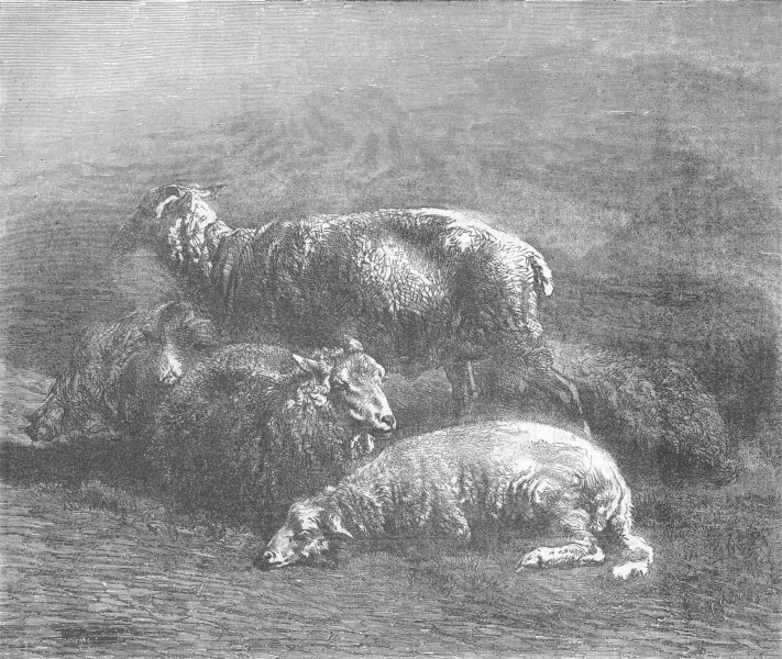 SHEEP. Sheep, antique print, 1855