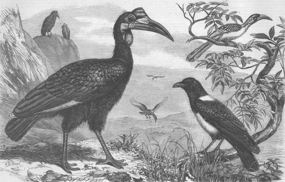 BIRDS. Ethiopian Hornbill, white-necked crow & small, antique print, 1856