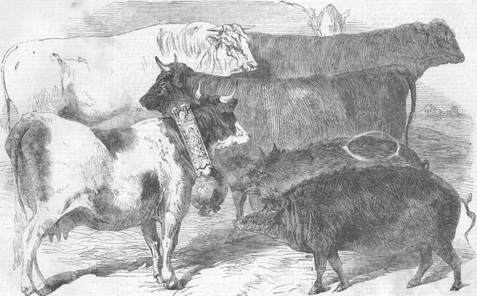Associate Product PARIS. Prize cattle & pigs, Universal Farm show, antique print, 1856