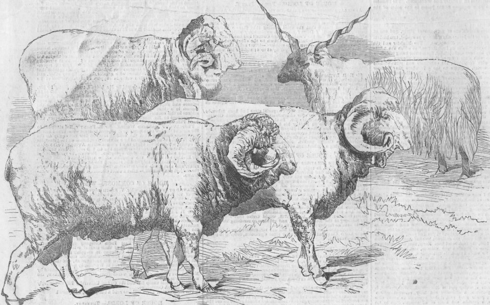 Associate Product PARIS. show. Saxon Merino; Hungarian Ram; Austrian, antique print, 1856
