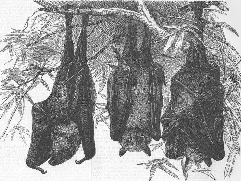 Associate Product LONDON. Zoo. Flying foxes, Gdns of, Regent’s Park, antique print, 1856