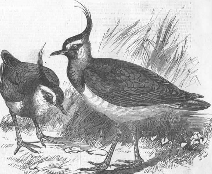 Associate Product BIRDS. Plovers, antique print, 1856
