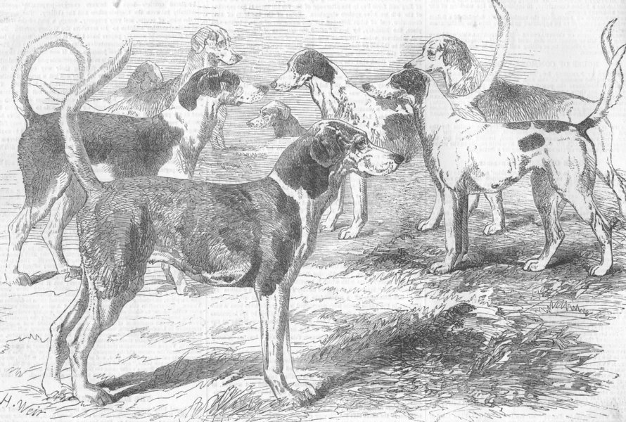 Associate Product DOGS. Royal staghounds, antique print, 1856