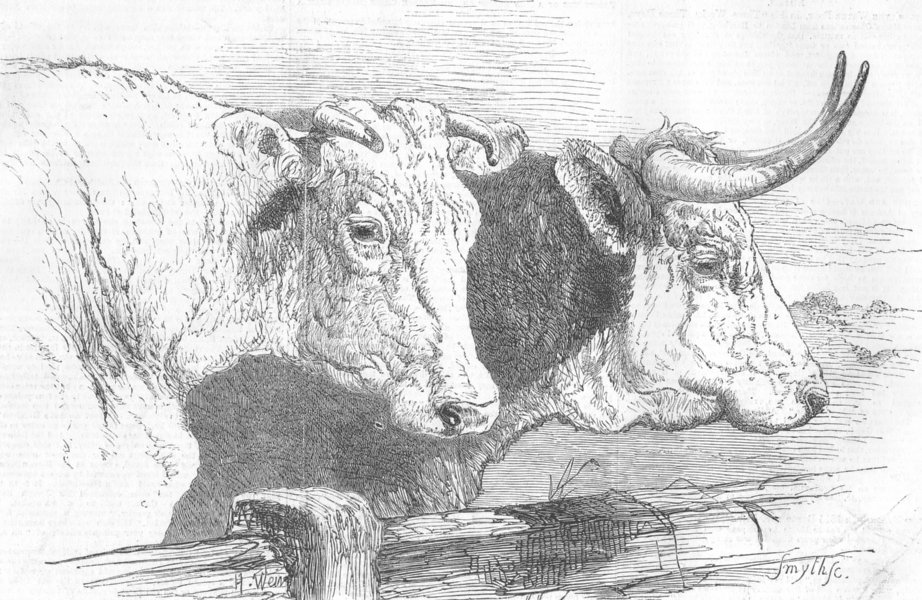 Associate Product COWS. Short-horns ; Herefords, antique print, 1855