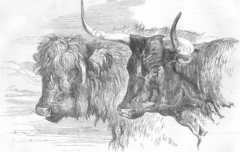 Associate Product COWS. Scotch ; Devons, antique print, 1855