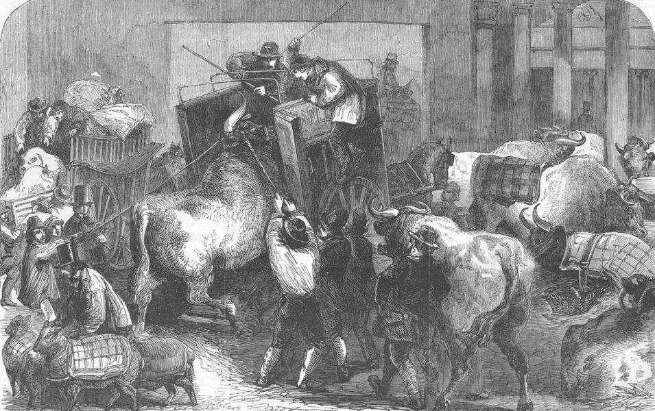 Associate Product LONDON. Uncarting cattle, Baker St Bazaar, antique print, 1856