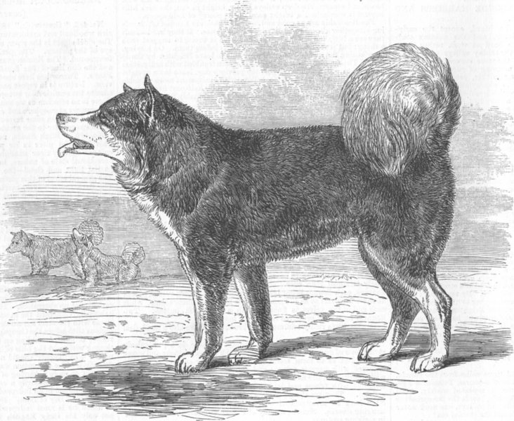 Associate Product DOGS. Daddy, HMS Enterprise, Eskimo dog(Franklin), antique print, 1856
