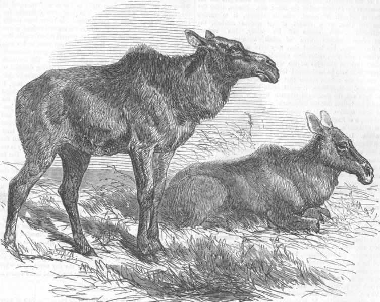 Associate Product CANADA. Elk, or moose deer, Nova Scotia, antique print, 1856