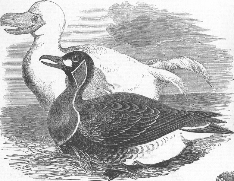 Associate Product IRAN. Birds. goose & white dodo, from drawings made , antique print, 1856