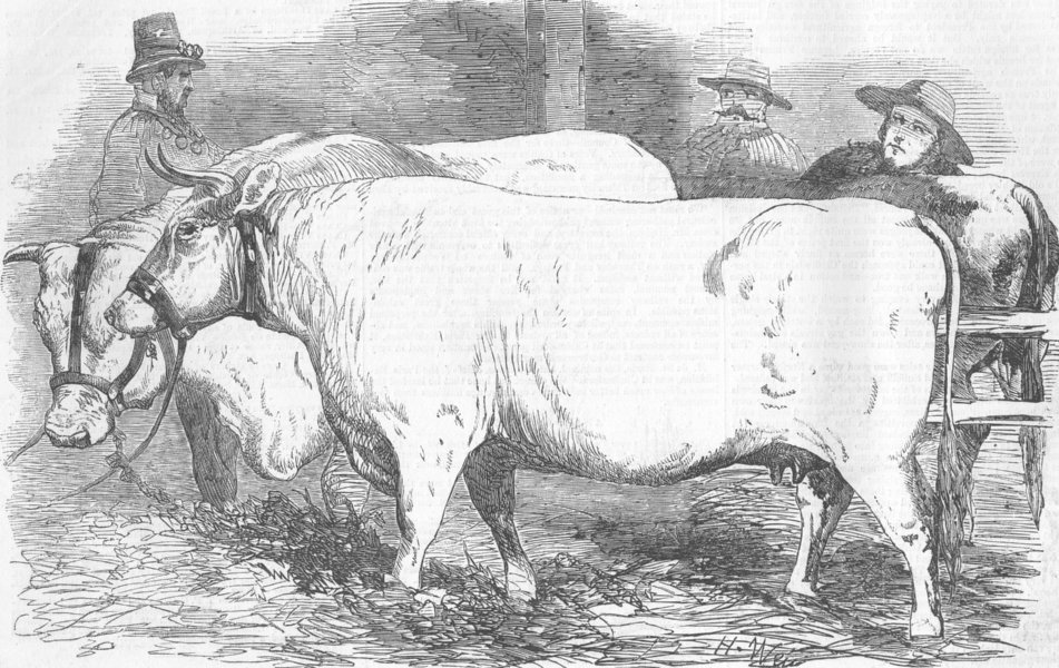 ESSEX. Chelmsford farm show. Charolais bull & cow, antique print, 1856