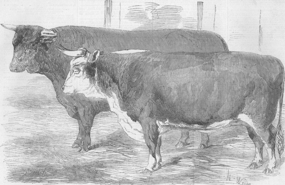 Associate Product COWS. Hereford ; Devon, antique print, 1856